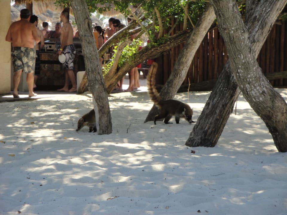 Besucher am Strand Iberostar Selection Paraiso Lindo