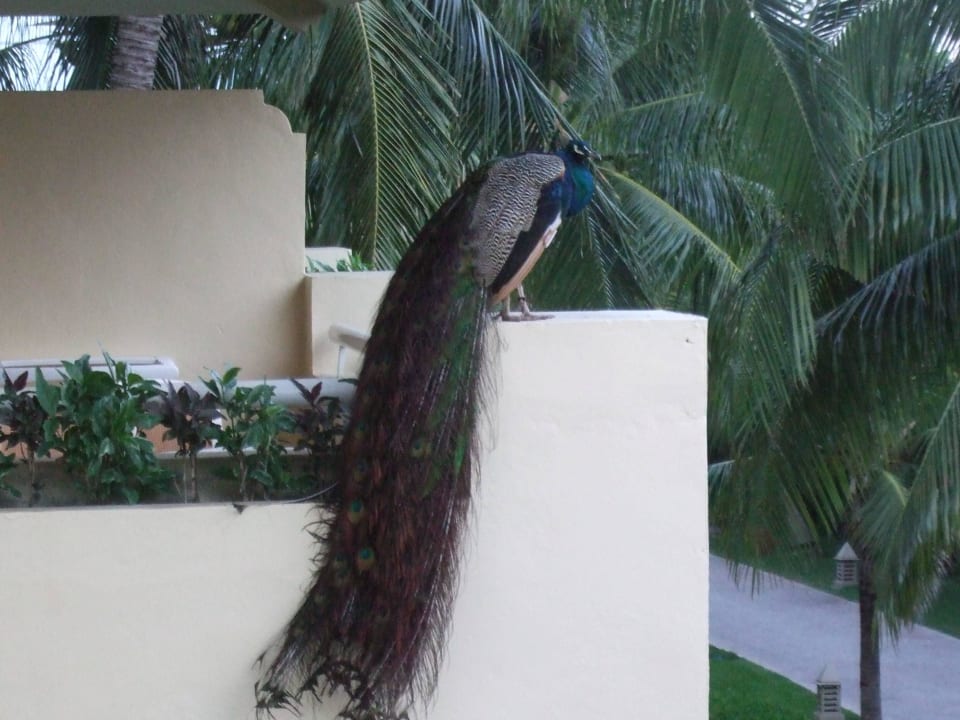 IBEROSTAR Hotel Paraiso del Mar Iberostar Waves Paraiso del Mar