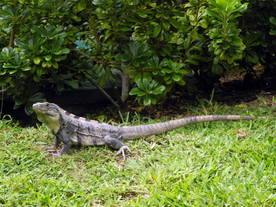 Überall sind Leguane Grand Palladium Select White Sand Resort & Spa