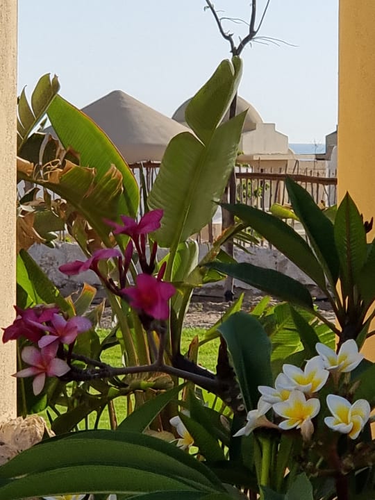 Gartenanlage Siva Golden Bay Makadi