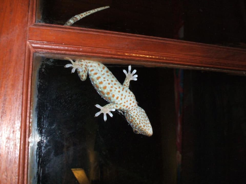 Tier The Fair House Beach Resort