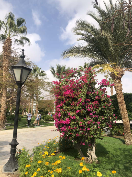 Gartenanlage The Grand Palace - Adults only