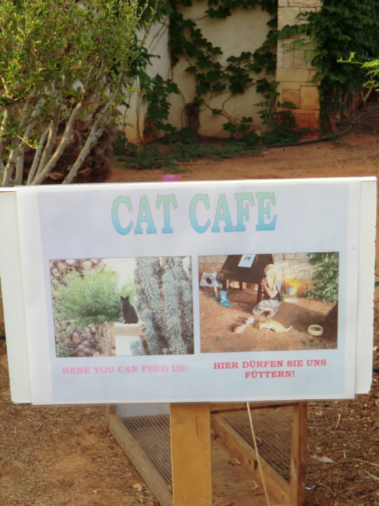 Katzencafe(Fütterstelle) Phãea Cretan Malia