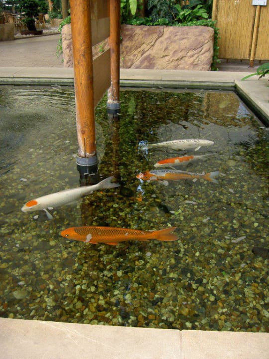 Überall sind tolle Koi-Karpfen zu bestaunen Tropical Islands Resort