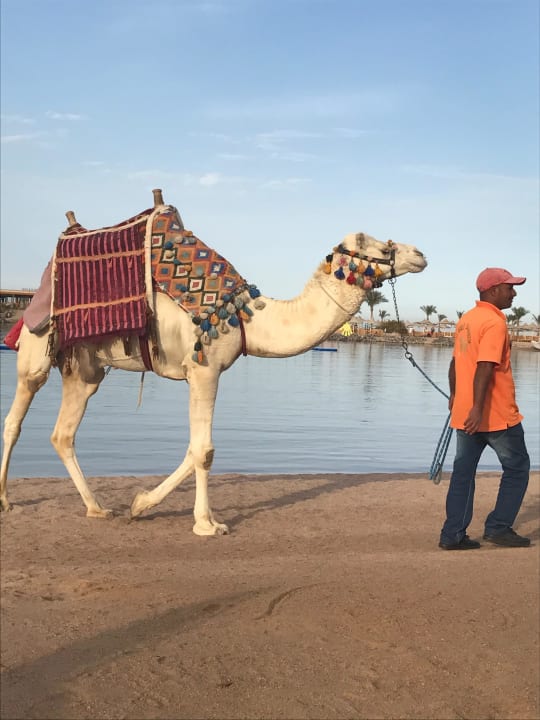 Kamelreiten am Strand Desert Rose