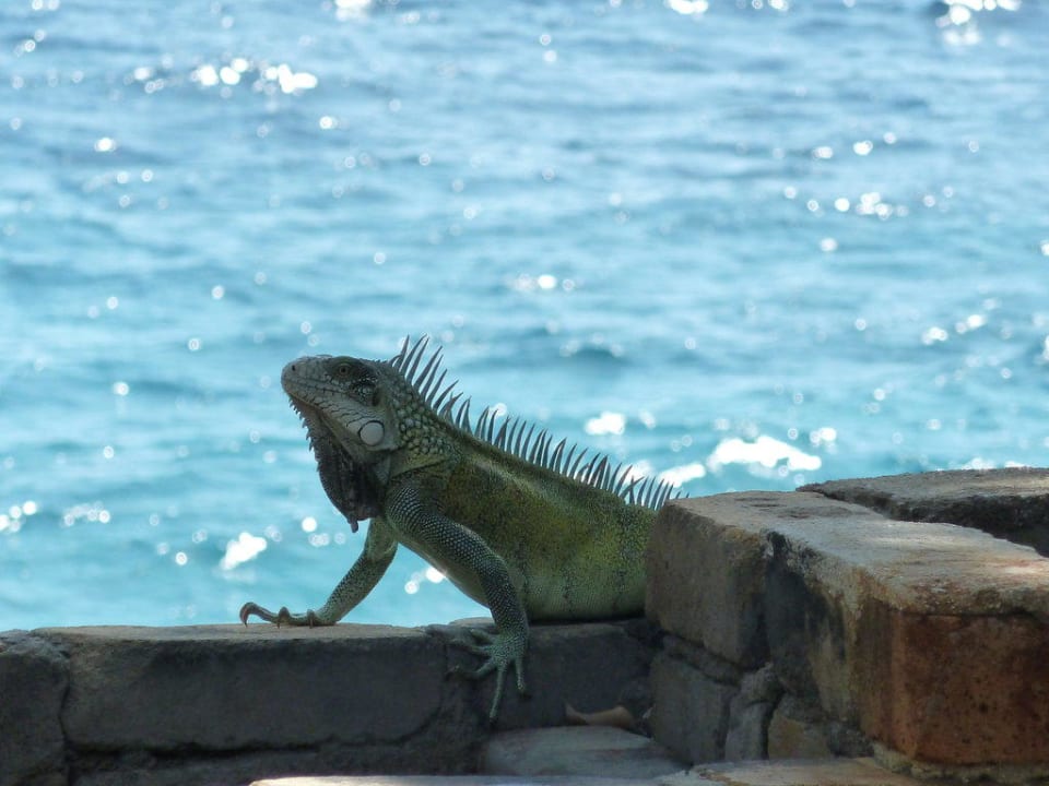 Haustier Sun Reef Village on Sea