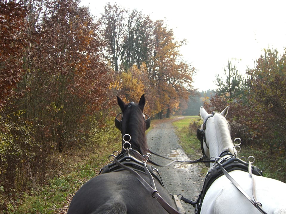Kutschenfahrt Reiters Finest Family Hotel