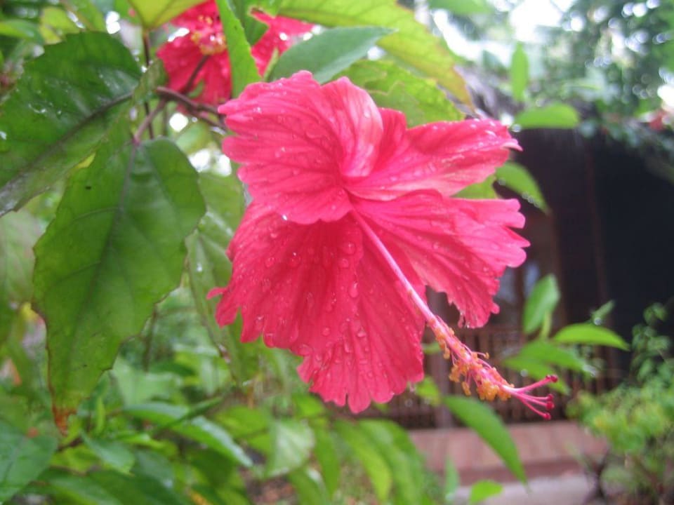 Blume Kuramathi Maldives