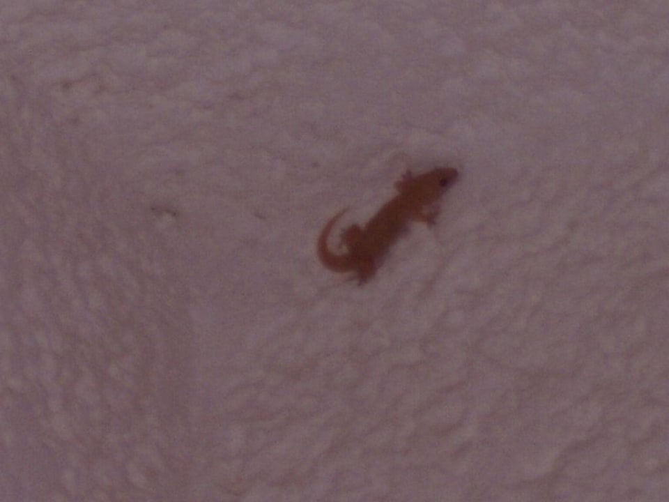 tierische Freunde Hotel Hermes