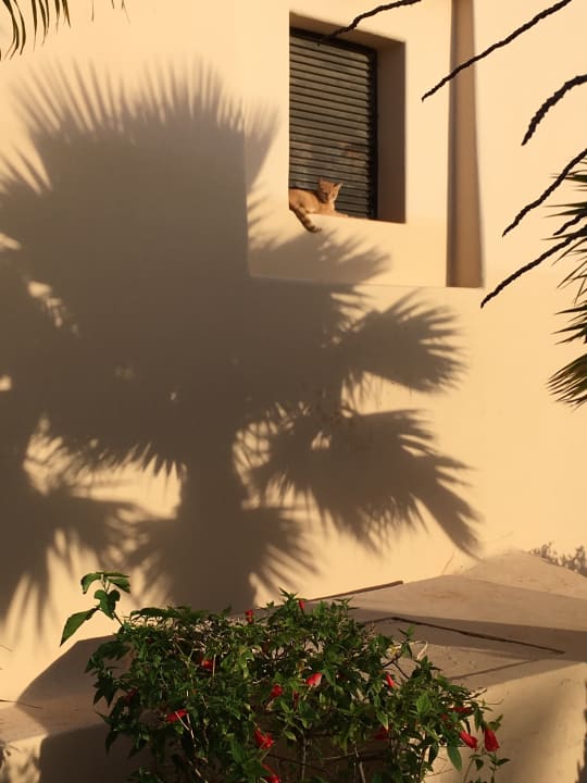 Weitere Katze Hotel Riu Touareg