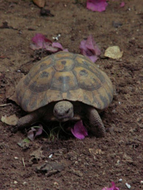 Hausschildkröte Acharavi Beach Hotel