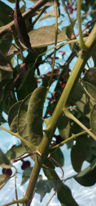 Pool I Turchesi Club Village