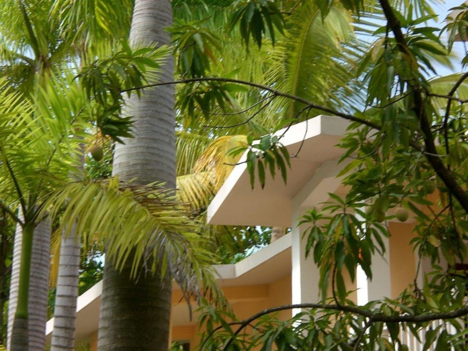 Mango in freier Natur Playabachata Hotel