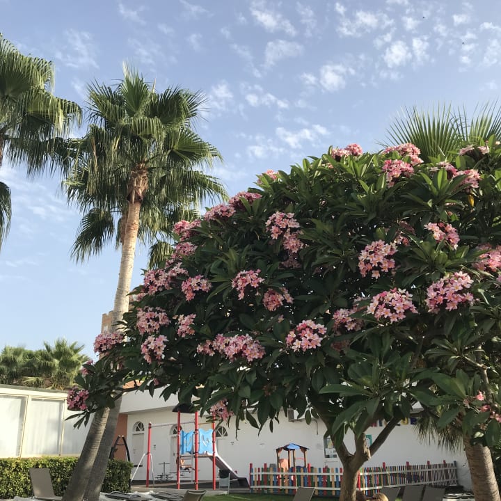 Gartenanlage Hotel Best Siroco