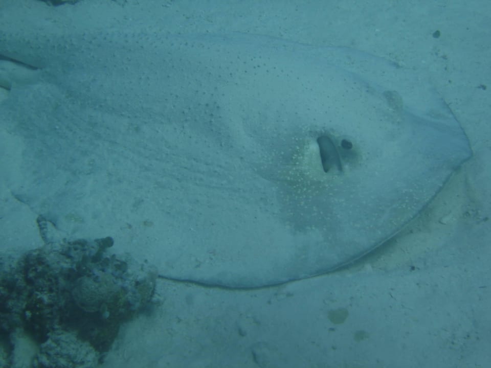 Rochen Kuramathi Maldives