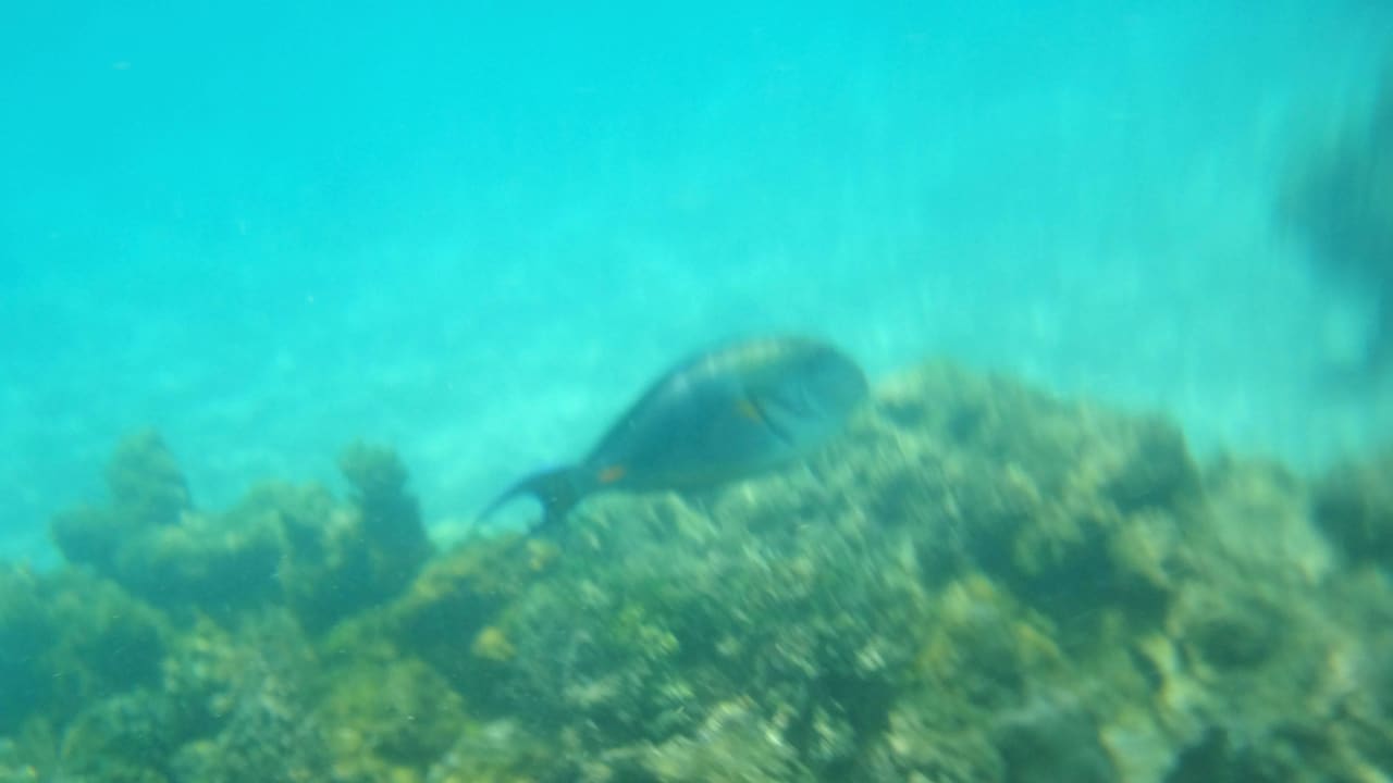 Риф недалеко от берега Desert Rose