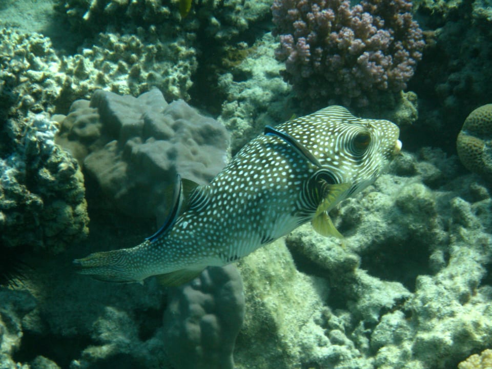 Schnorcheln im Grand Makadi Grand Makadi