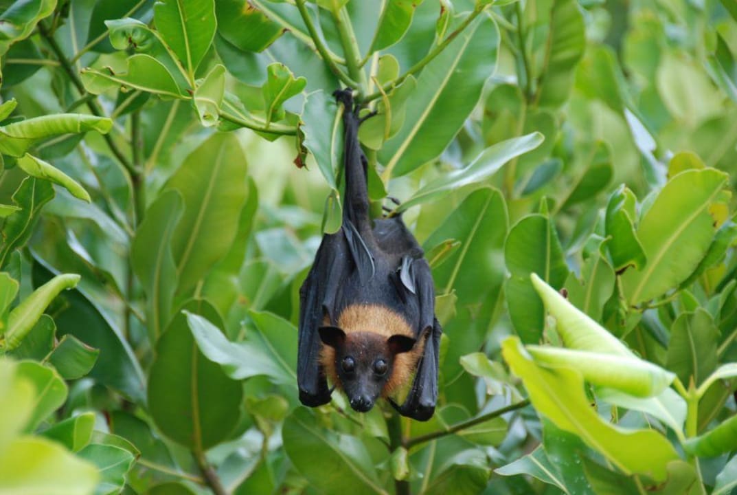 Flughund NH Collection Maldives Reethi Resort