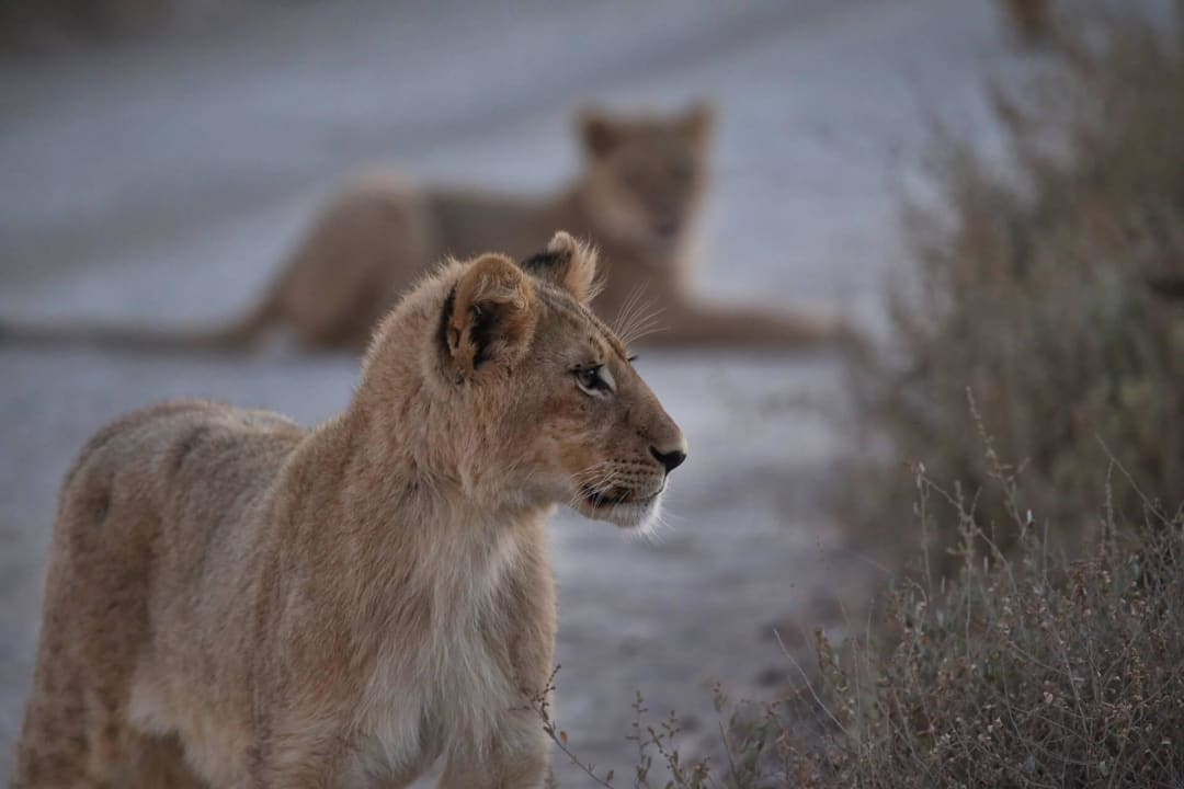 Die jungen Wilden Sanbona Wildlife Reserve - Gondwana Lodge