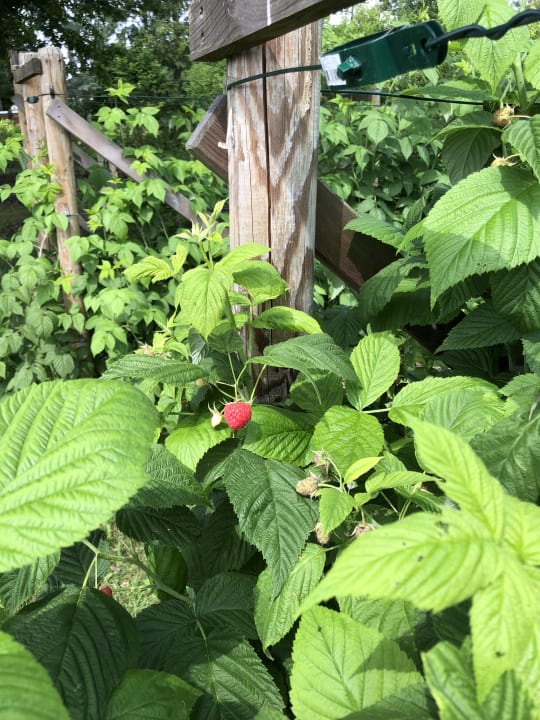 Gartenanlage Hotel Sturm Bio- & Wellnesshotel in der Rhön
