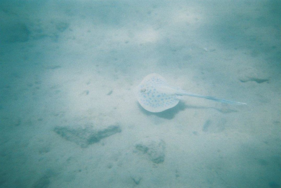 Blaupunktrochen Jaz Makadi Oasis Resort