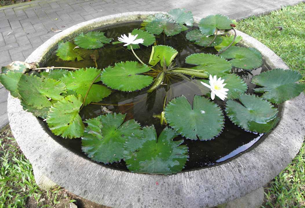 Miniteich mit Seerosen Puri Santrian