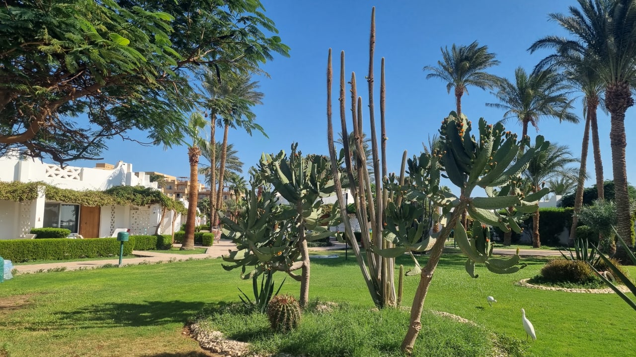 Gartenanlage Shams Safaga Resort