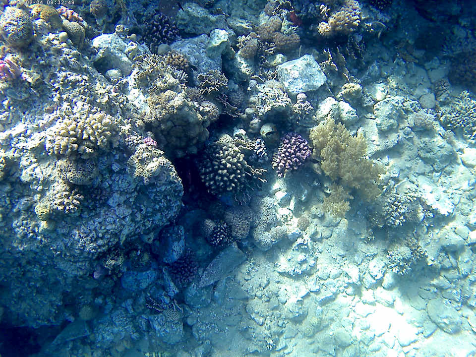 Strand Beach Albatros Resort