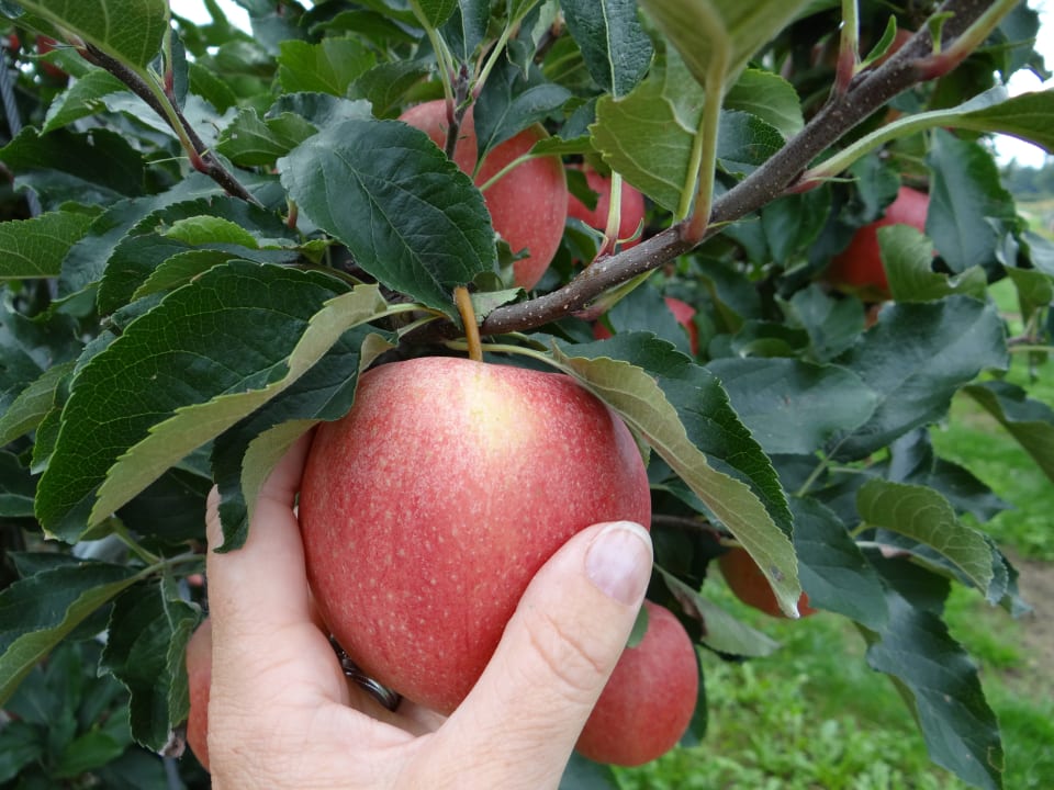 Gartenanlage Gesundheitsbewusster Urlaubshof Steffelin