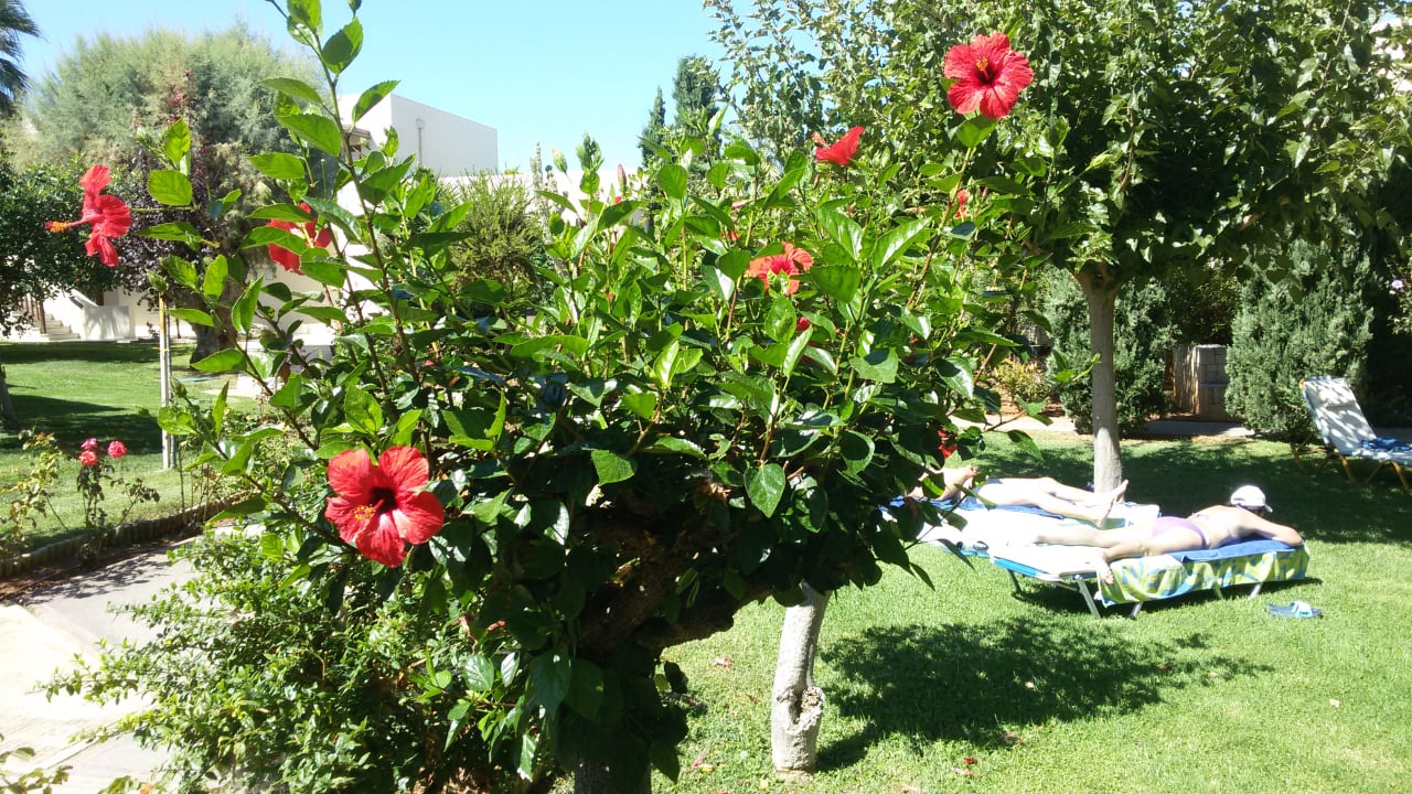 Gartenanlage Phãea Cretan Malia