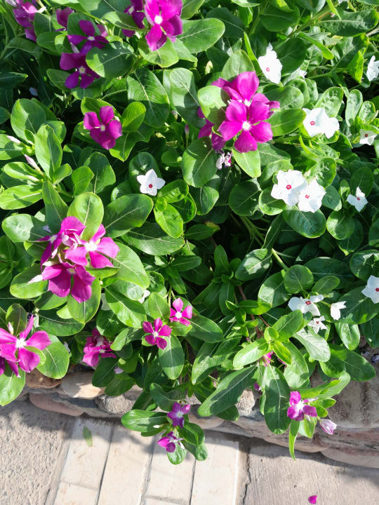 Gartenanlage Jaz Makadi Oasis Resort