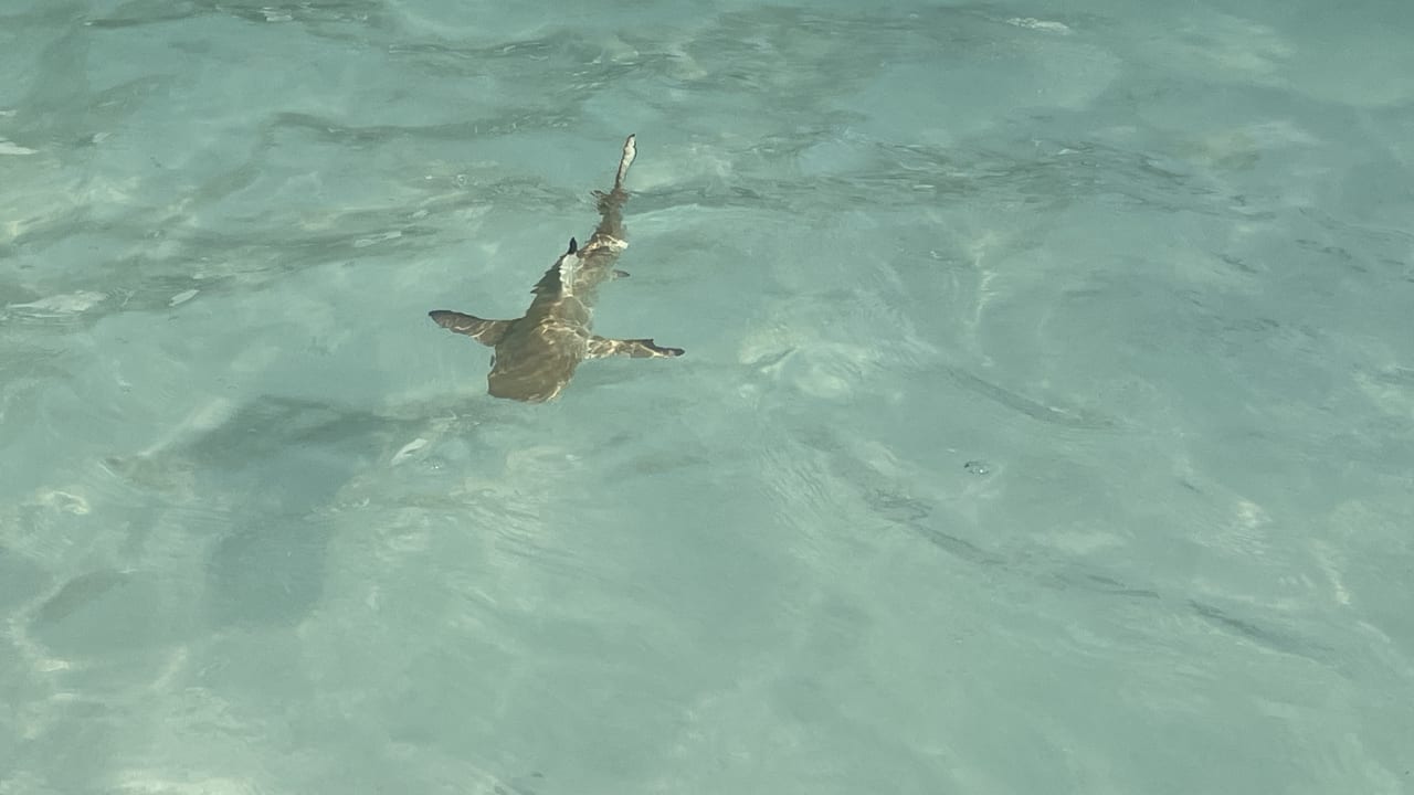 Strand Safari Island Maldives