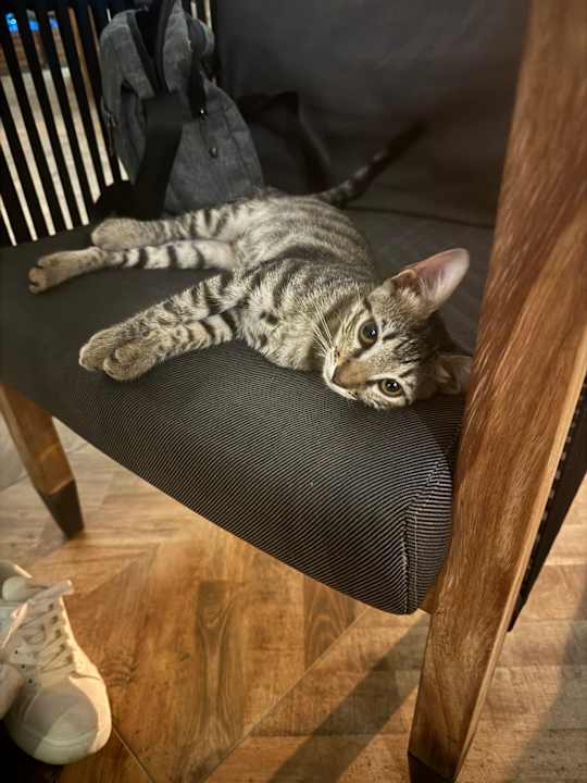 Sonstiges Rubi Platinum Sign