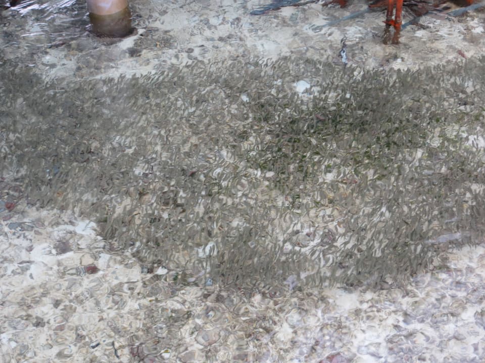 Vom Steg der Ocean Villa fotografierte Fische Adaaran Select Hudhuran Fushi - Premium All Inclusive