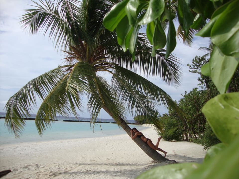 Meine Palme Kuredu Island Resort & Spa