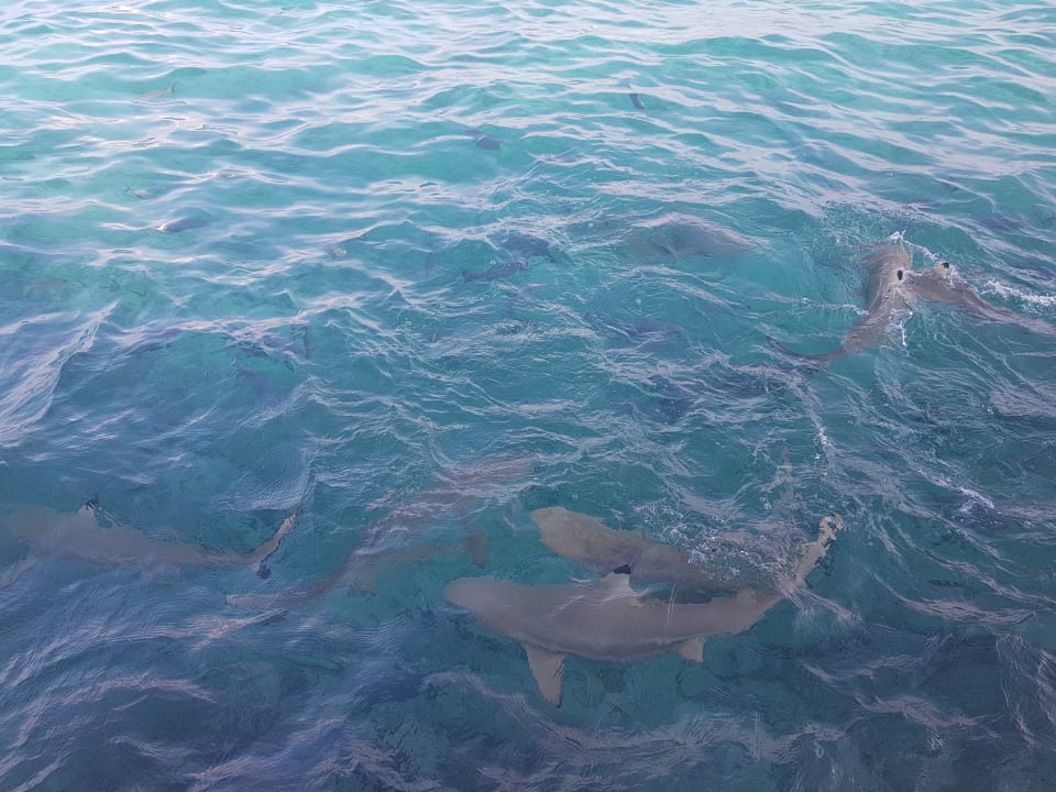 Strand Summer Island Maldives