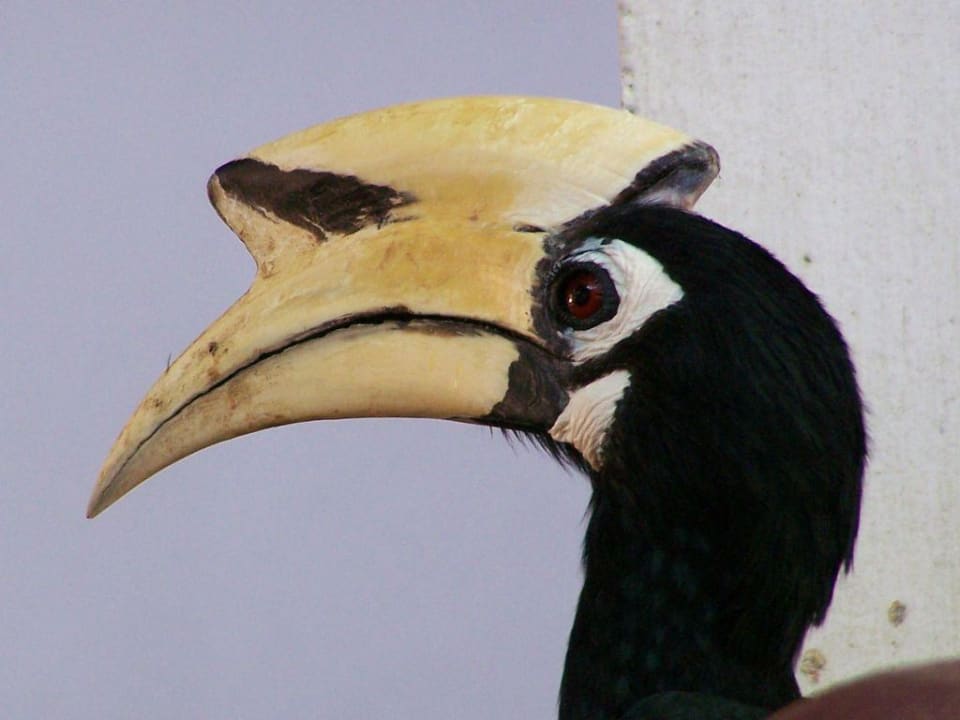 Prachtexemplar Hotel Coral Island Resort