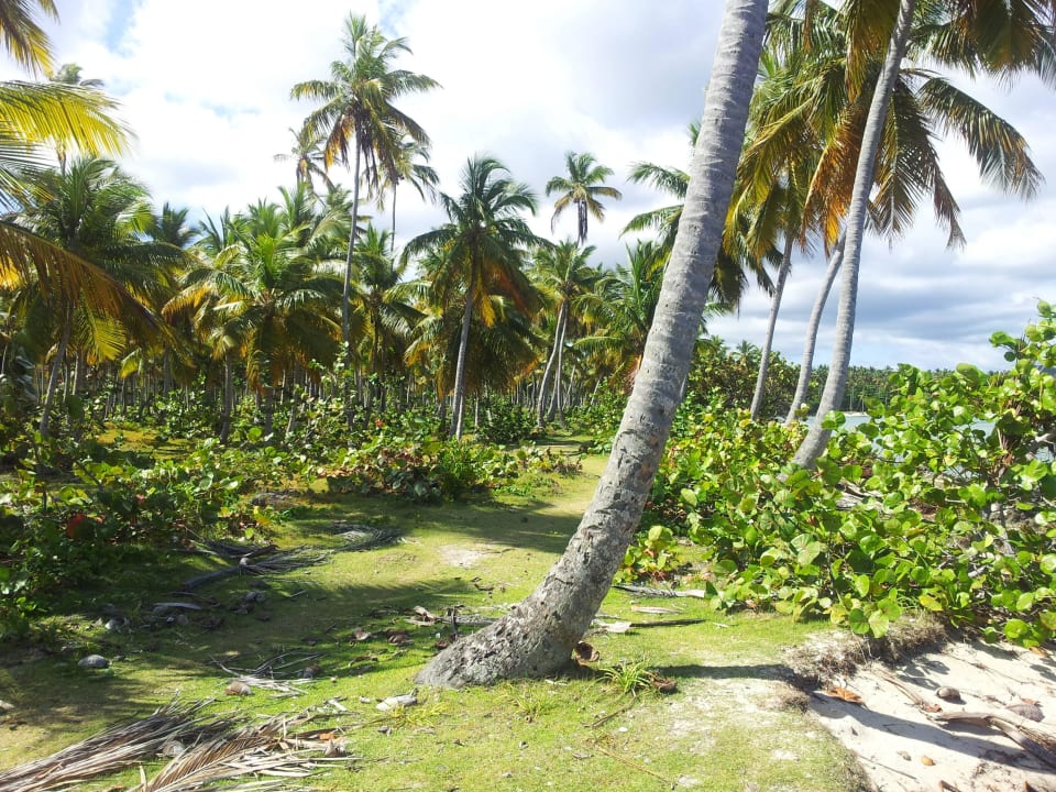 Gartenanlage Wyndham Alltra Samana