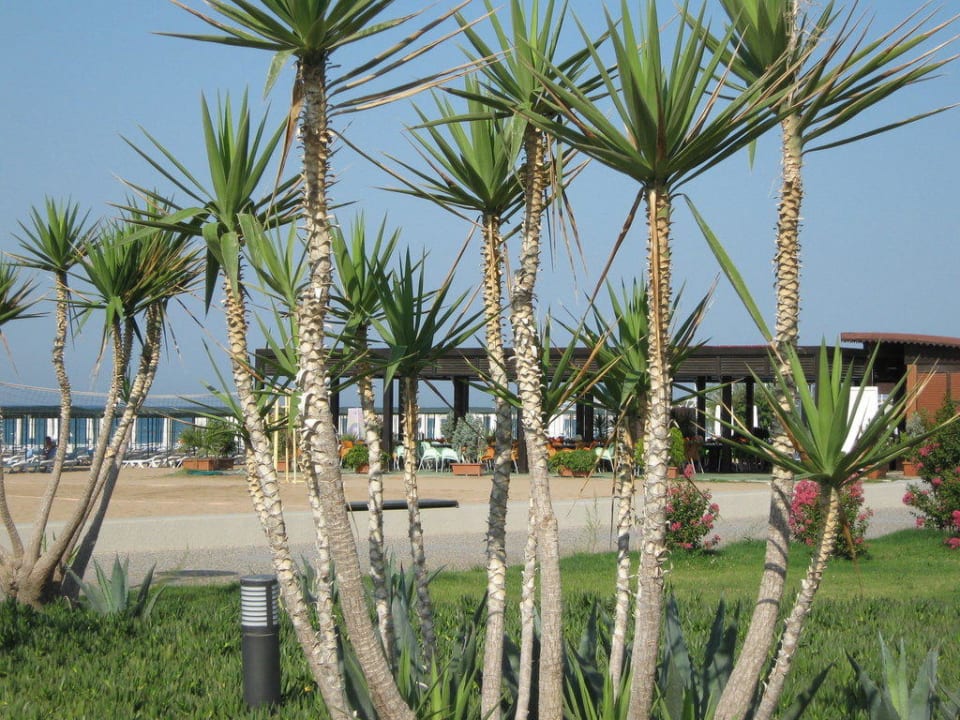 Strand mit Bar Hane Family Resort