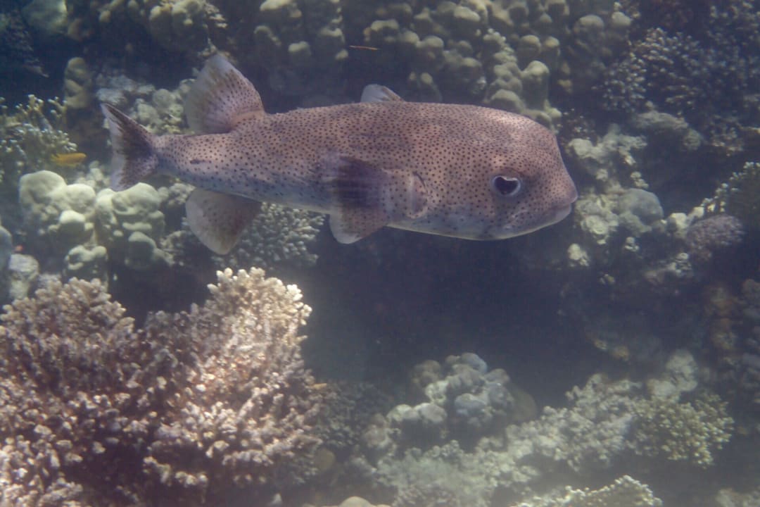 Strand Makadi Spa - Adults only