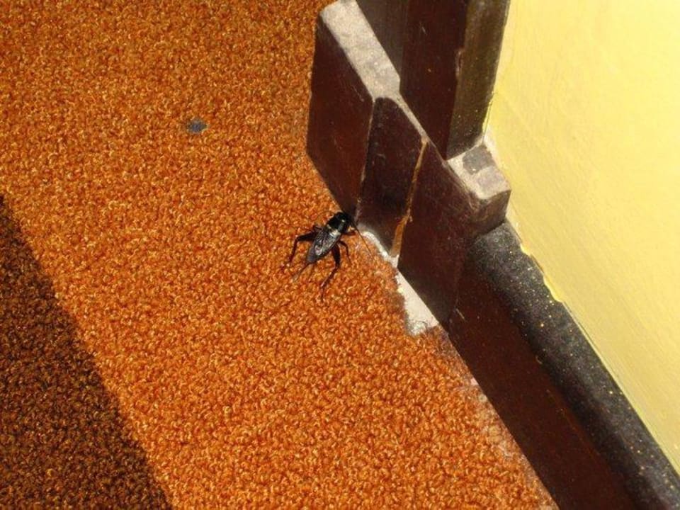 Kakarlake vor dem Zimmer Relax Airport