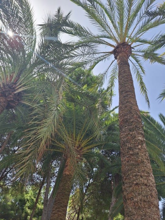 Gartenanlage Hotel Cosmopolitan