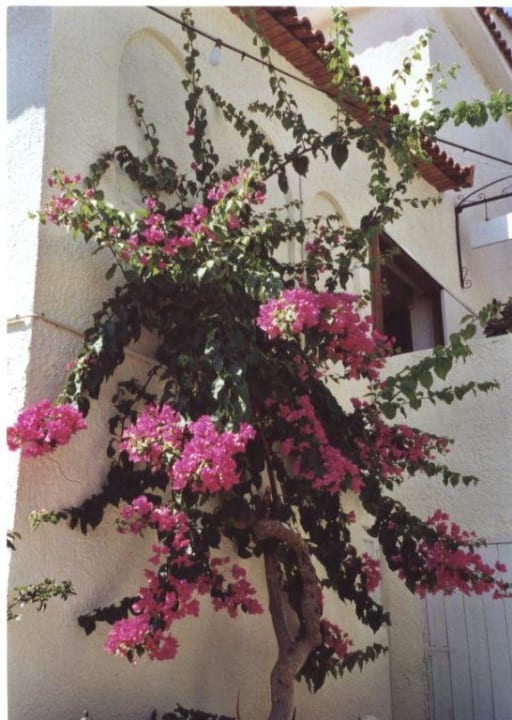 Bougainvilla Hotel Limnionas Bay Village