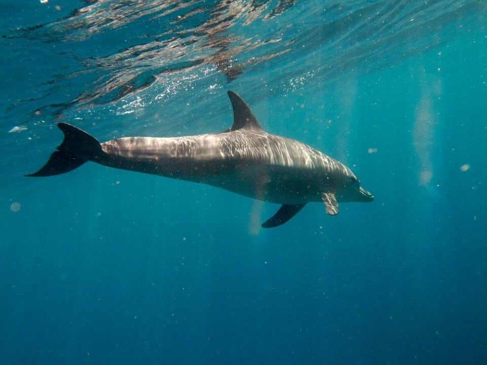 Schöne Schnorchel-Begleitung Malikia Resort Abu Dabbab