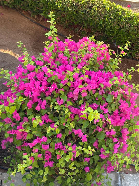 Sonstiges Sultan Bey Hotel, El Gouna