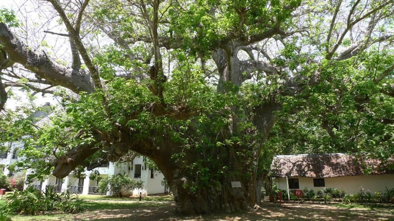 Baobab Hotel Papillon Lagoon Reef