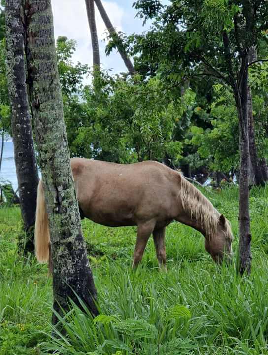 Ausblick Wyndham Alltra Samana