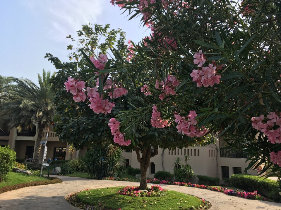 Gartenanlage Miramar Al Aqah Beach Resort