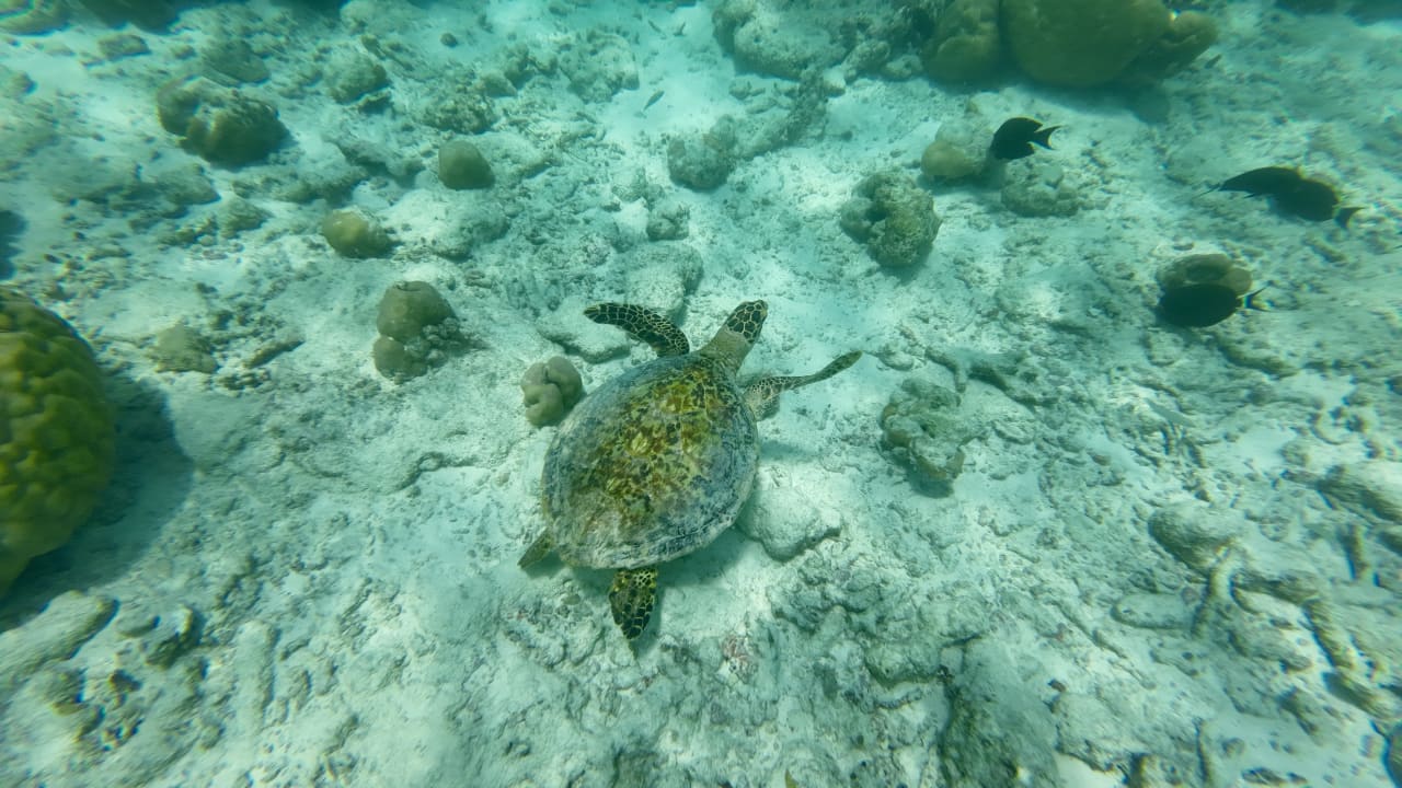 Sport & Freizeit Centara Ras Fushi Resort & Spa Maldives