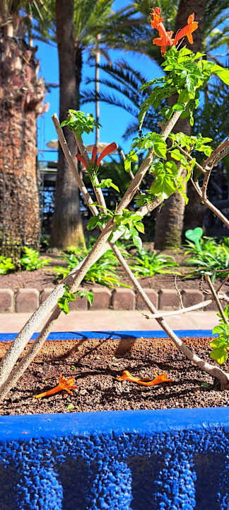 Gartenanlage Hotel Parque Tropical